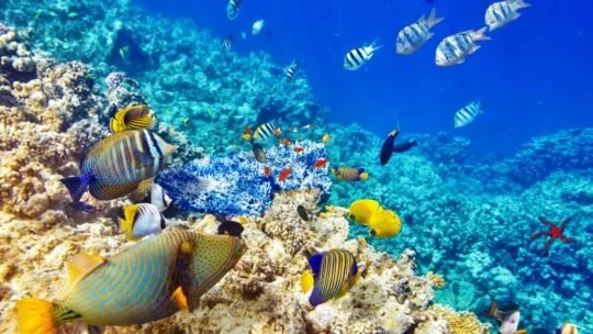 Striped fish and yellow fish swimming over coral