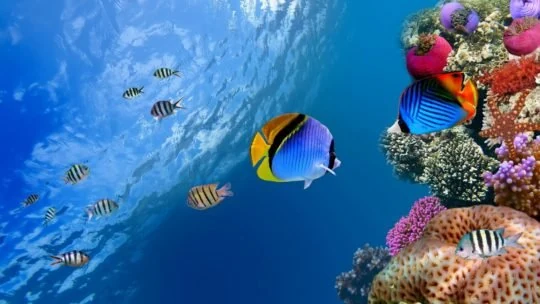 Blue and yellow fish beside a coral-covered reef