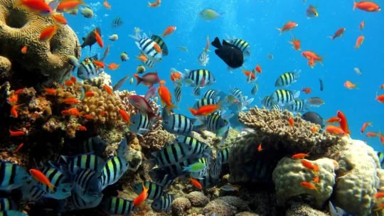 Colourful fish swimming above a coral reef