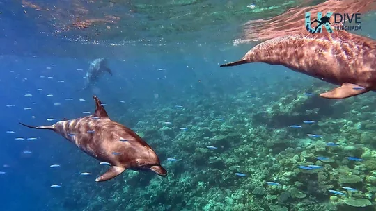 Dolphins swimming above a coral reef