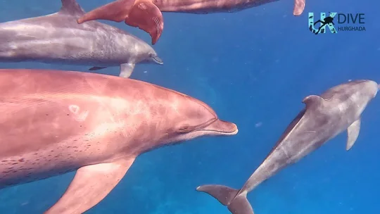 Dolphins swimming together in clear blue water