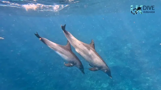 Two dolphins swimming beneath the surface