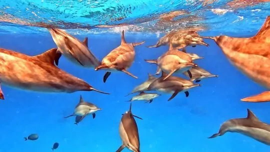 A pod of dolphins swimming just below the surface in clear blue water