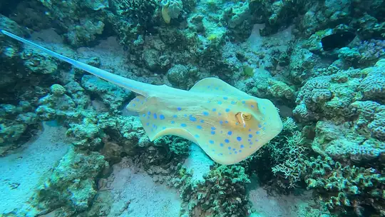 Blue-spotted ray swimming over a Red Sea coral reef