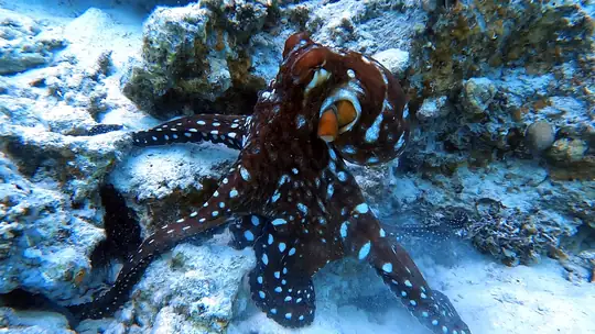 White-spotted octopus among rocks on a Red Sea reef