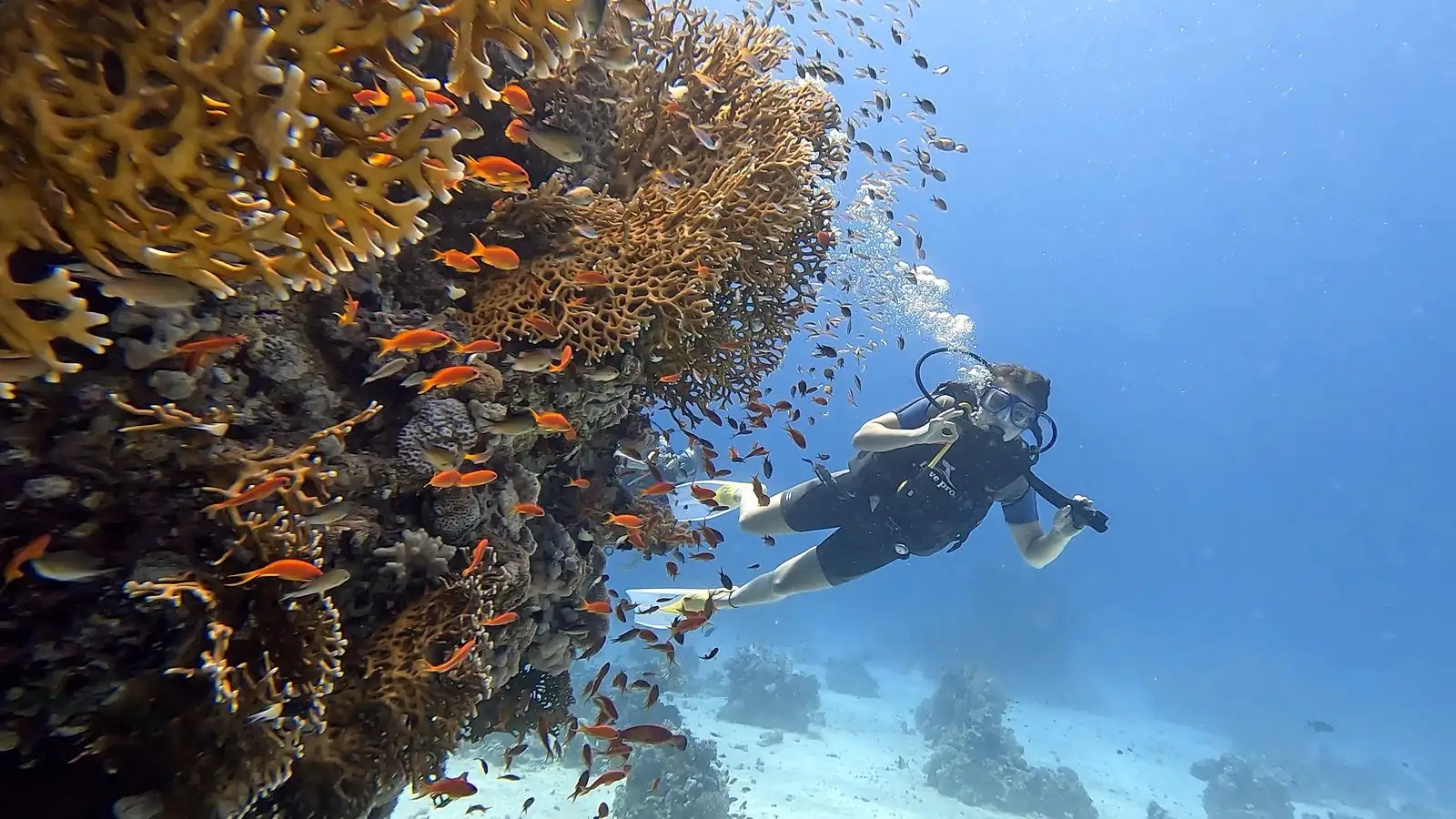 Scuba diver beside coral and reef fish in Hurghada