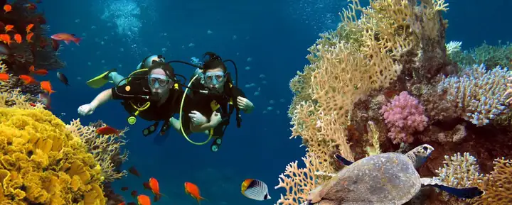 Two scuba divers and a sea turtle beside a coral reef