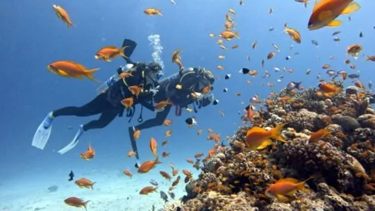 Two scuba divers swimming beside a coral reef surrounded by orange reef fish