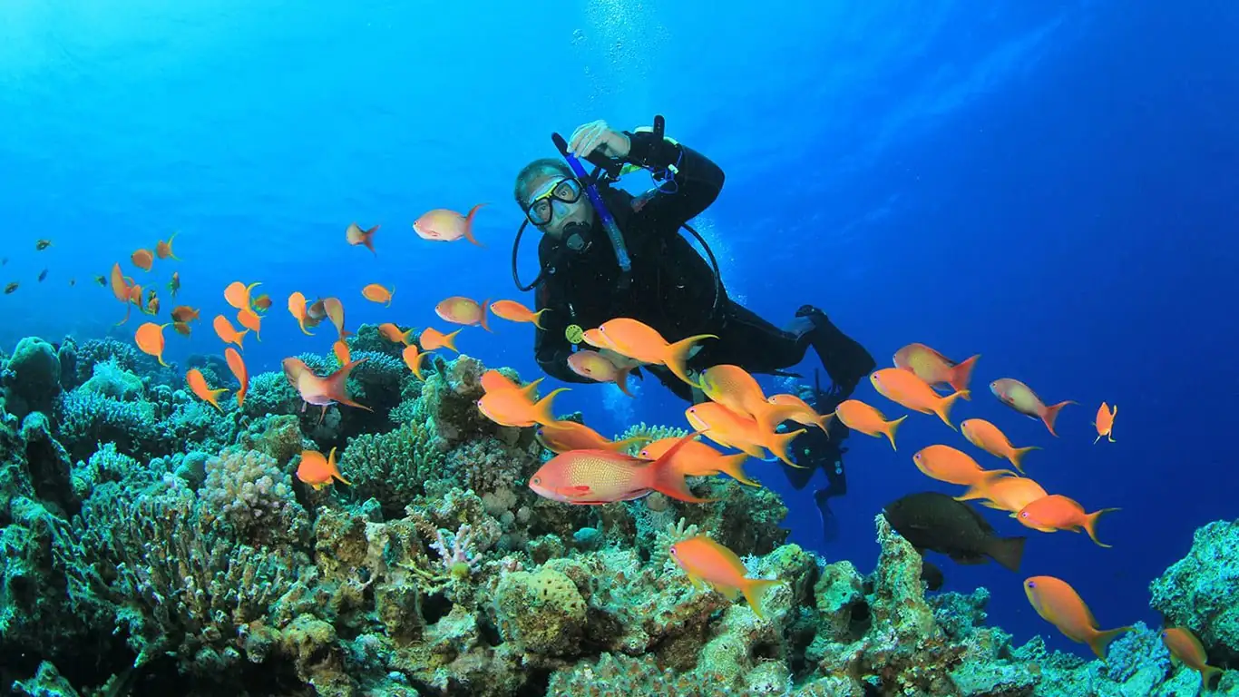 Scuba diver above a coral reef, illustrating controlled recreational diving
