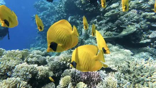 Yellow butterflyfish swimming above a Red Sea coral reef