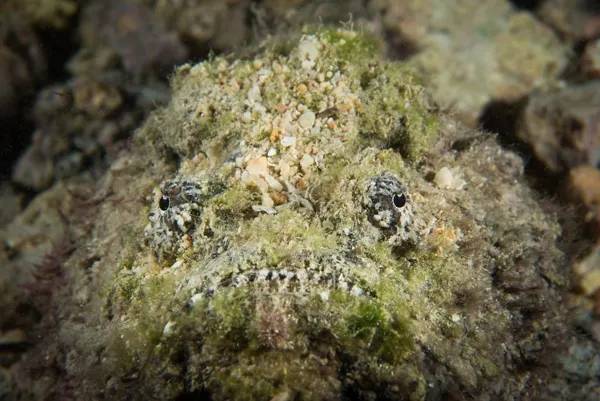 The Stone Fish photograph