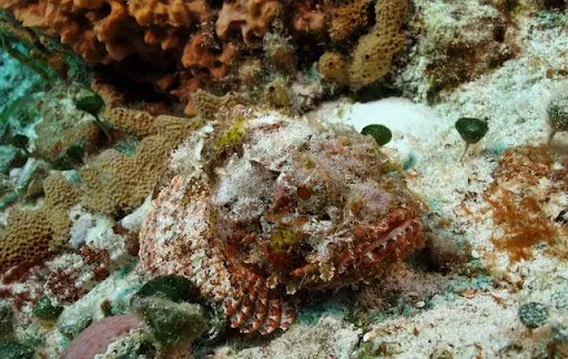 The Stone Fish photograph