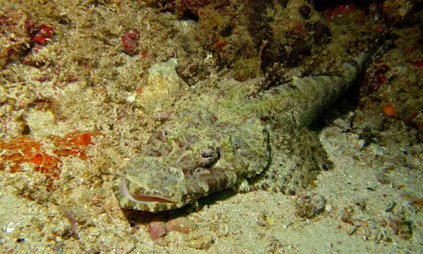 Crocodile Fish photograph