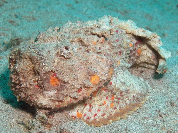 The Stone Fish photograph