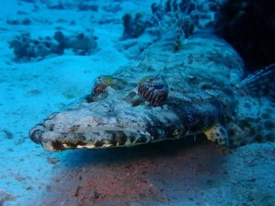 Crocodile Fish photograph