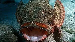 The Stone Fish photograph