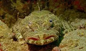 Crocodile Fish photograph