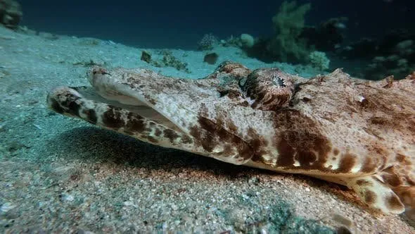 Crocodile Fish photograph