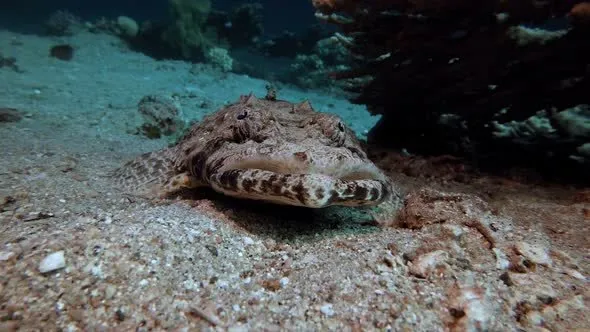 Crocodile Fish photograph