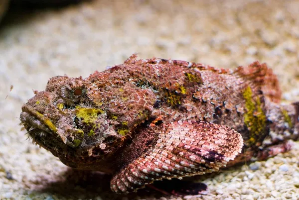 The Stone Fish photograph