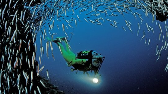PADI Speciality Courses in Hurghada