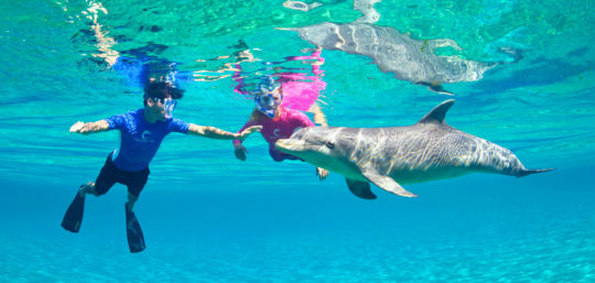 Swimming with Dolphins in Hurghada