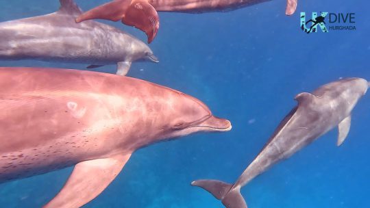 Swimming with dolphins hURGHADA