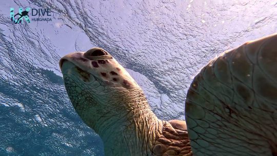 Swimming with turtles Marsa Alam