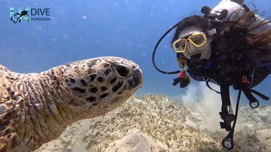Swimming with turtles Marsa Alam