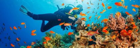  Daily Diving in Hurghada