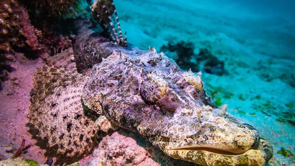 The Red Sea in Egypt is blessed with an array of fantastic marine life and we are very lucky to have the beautiful Crocodile fish bless us with their presence here in Hurghada.