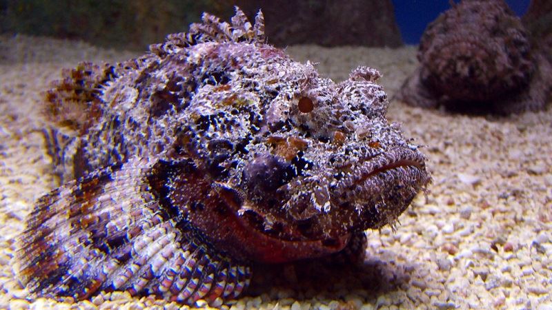 The Stone Fish - DiveUKHurghada | Egypt Diving | Diving in Hurghada ...