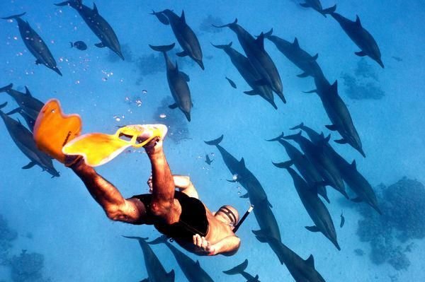 Swim with Dolphins in Hurghada