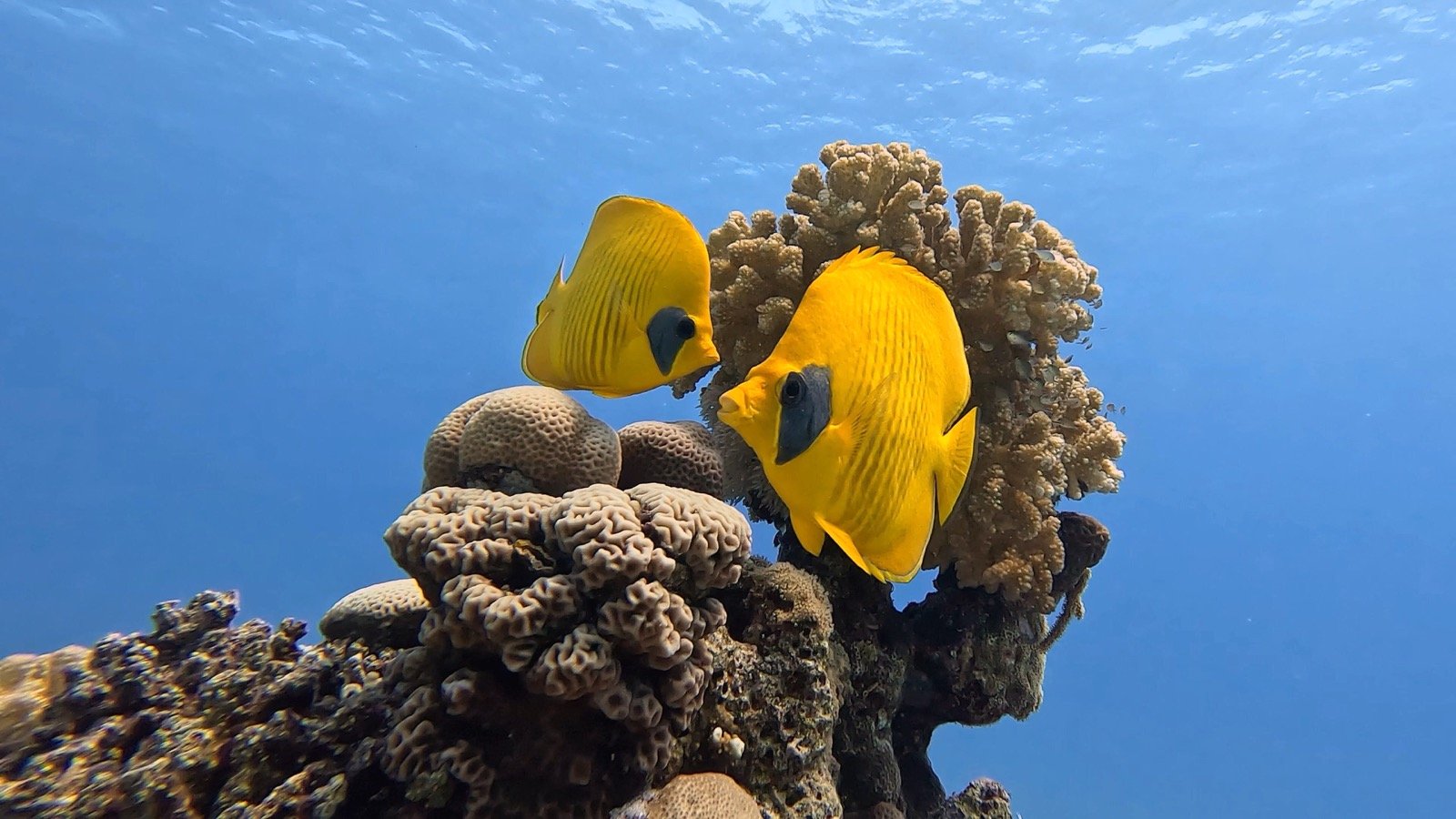 Two yellow butterflyfish beside coral in shallow water in Hurghada