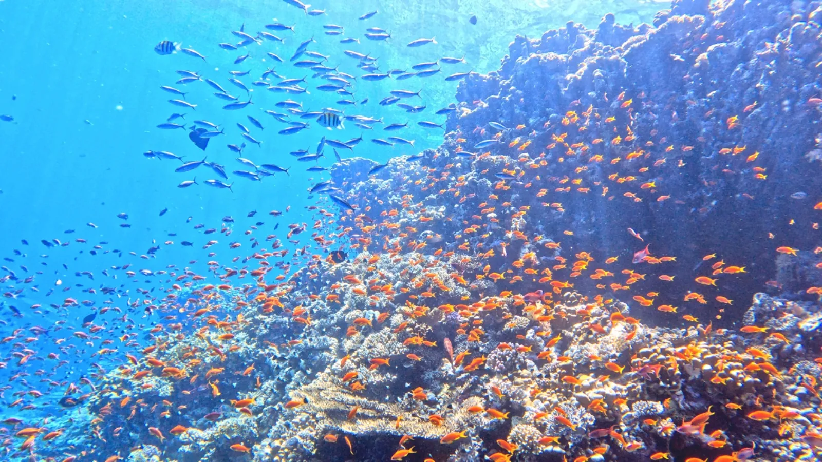 Shoals of reef fish swimming above a coral reef in the Red Sea