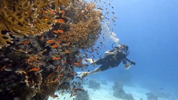 Scuba diver beside coral and reef fish in Hurghada