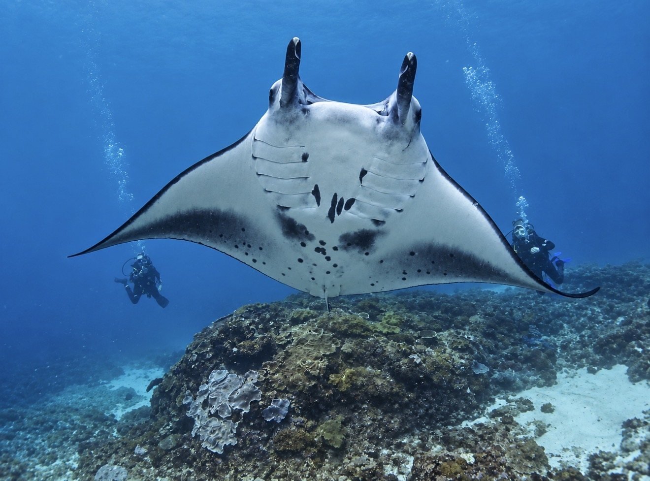 A manta ray swimming above a coral reef with divers nearby