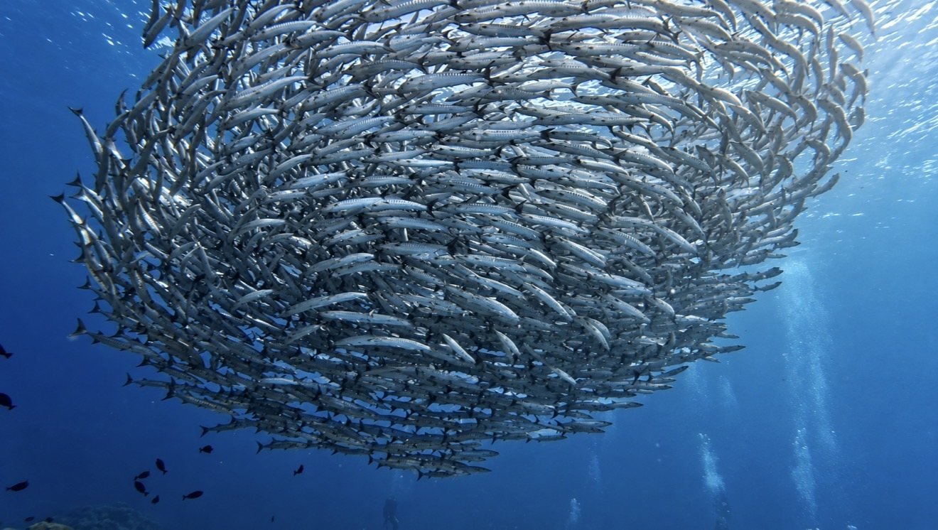 A large school of fish circling in blue water