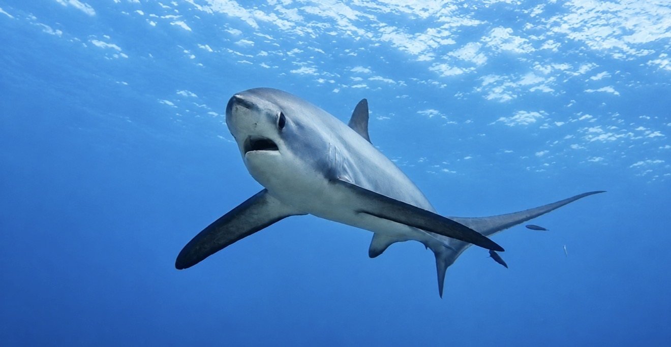 A shark swimming beneath the surface in clear blue water
