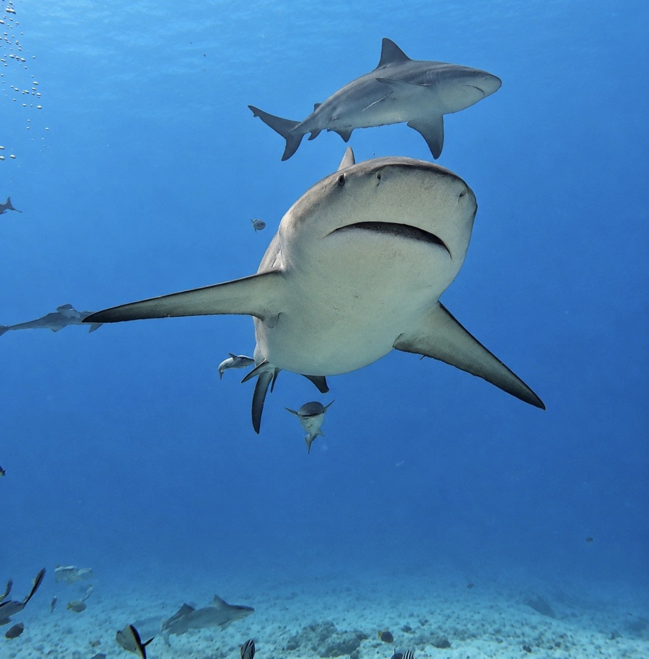 Sharks swimming above a sandy seabed