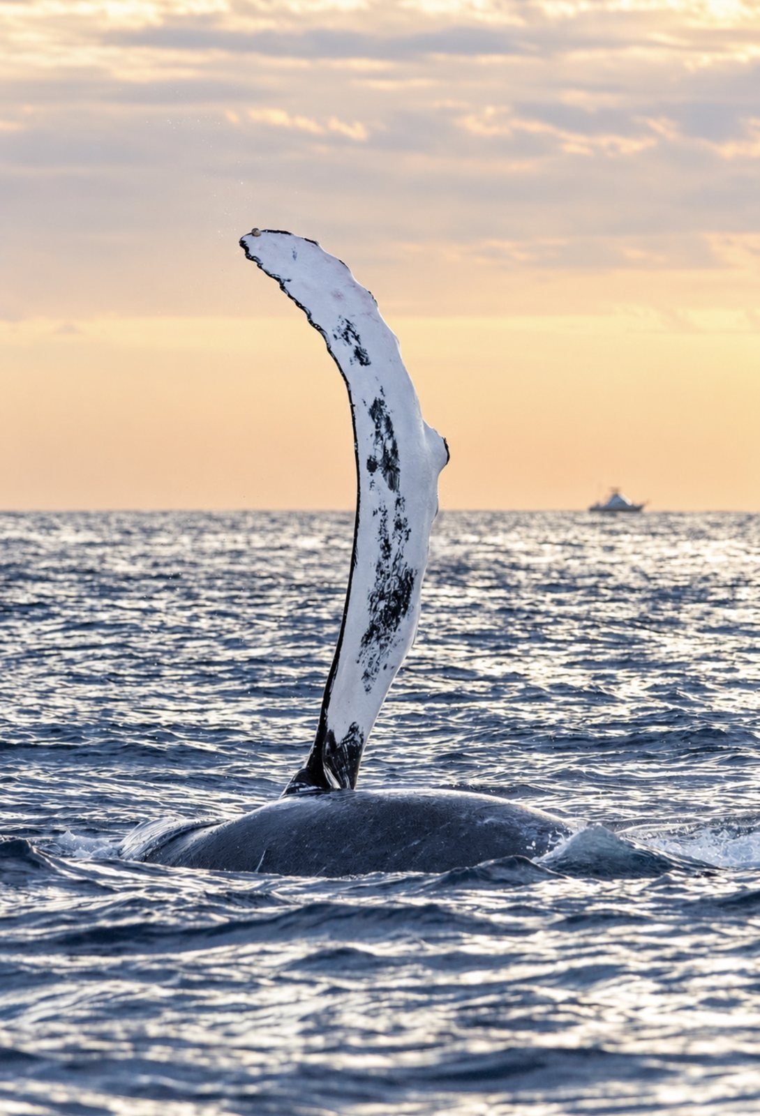 A whale raising its flipper above the sea at sunset