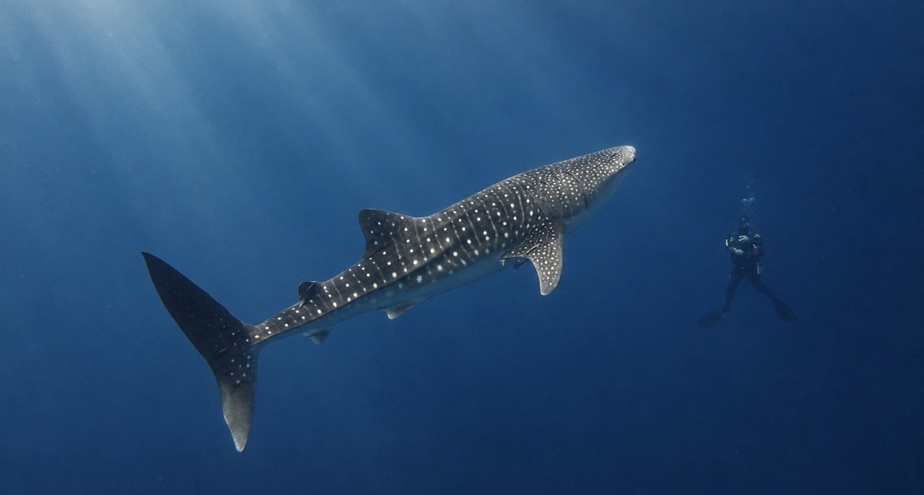 A whale shark swimming near a scuba diver