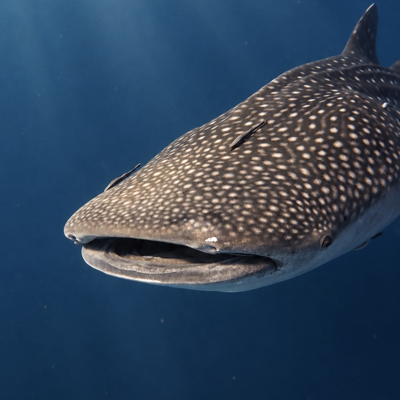 Close view of a whale shark in blue water