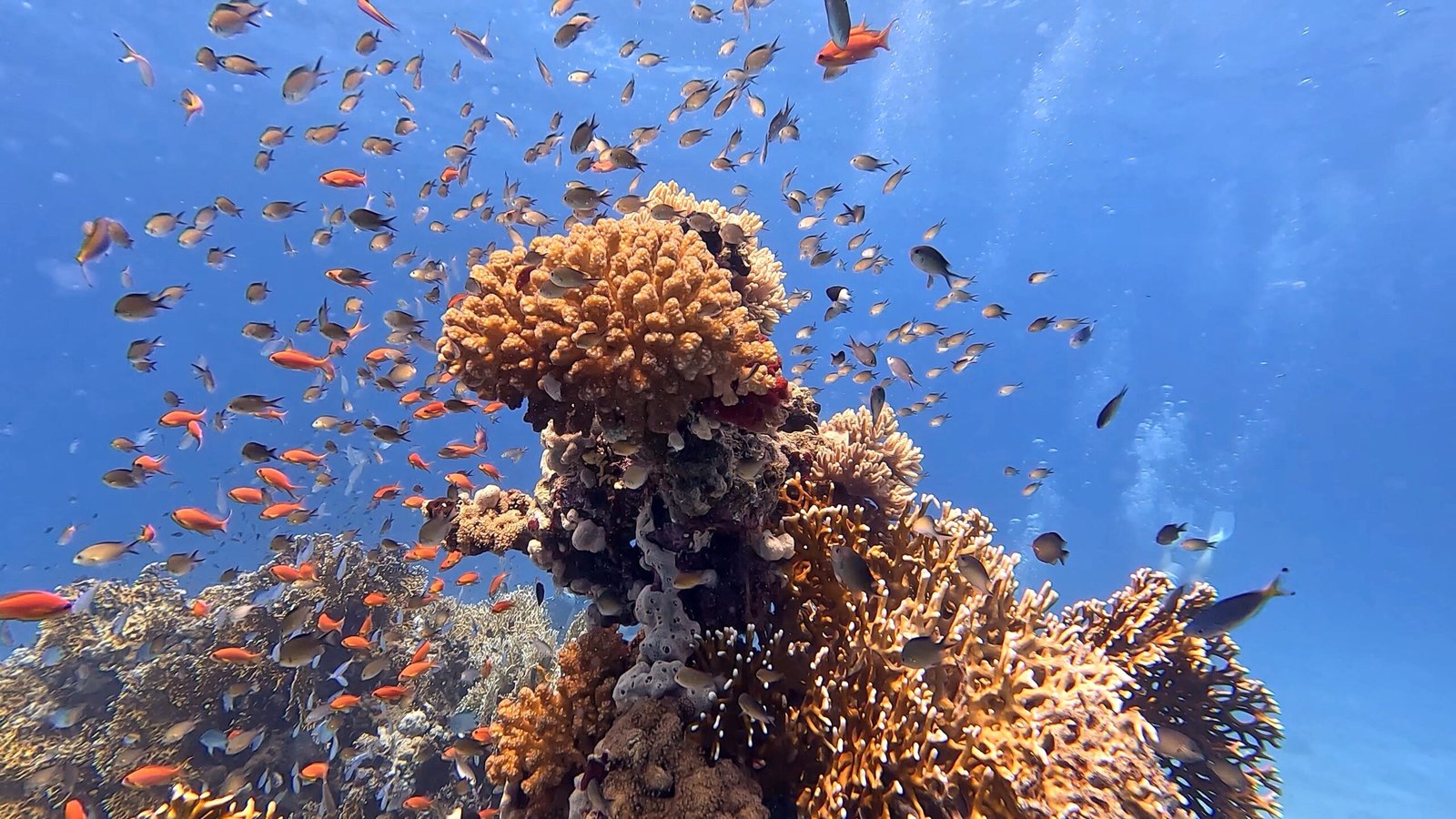 Orange reef fish above coral on a diving holiday in Egypt’s Red Sea