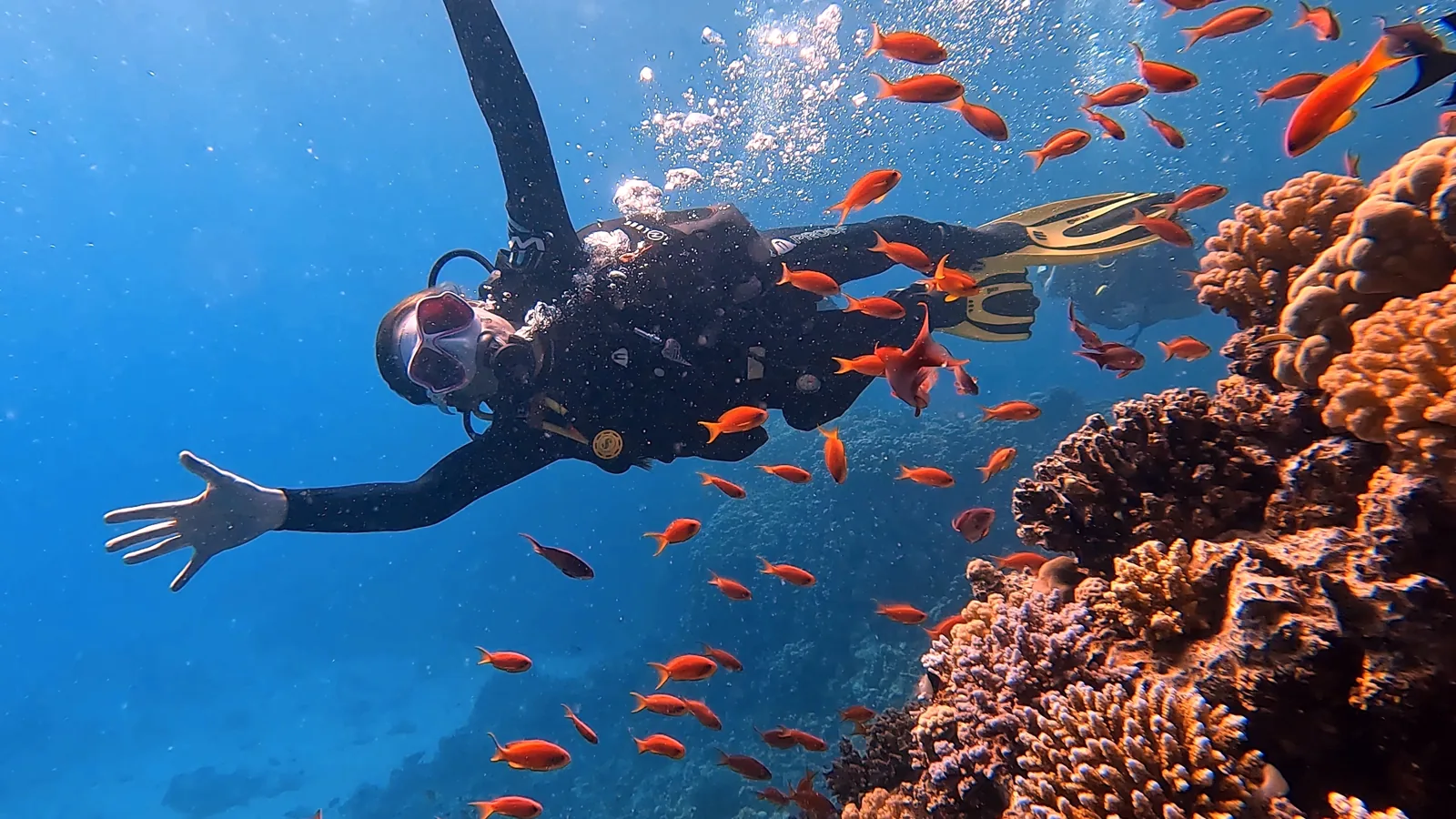 Scuba diver exploring one of the dive sites in Hurghada beside reef fish and coral