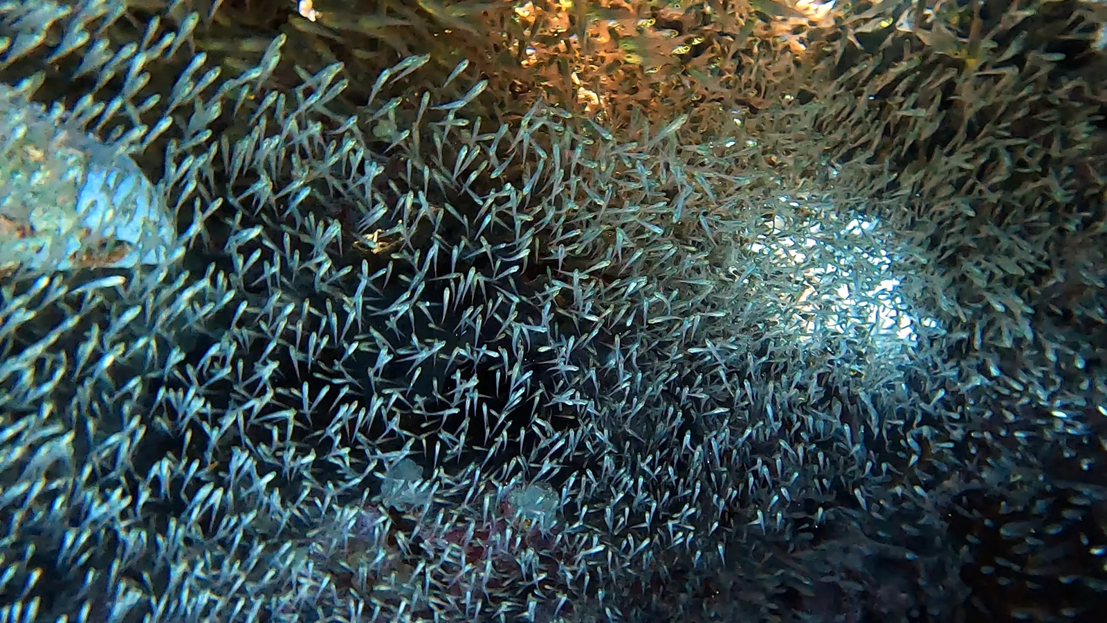 A dense shoal of small silvery fish among underwater rock formations