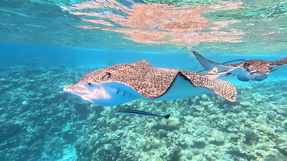 Spotted rays swimming over a Red Sea reef