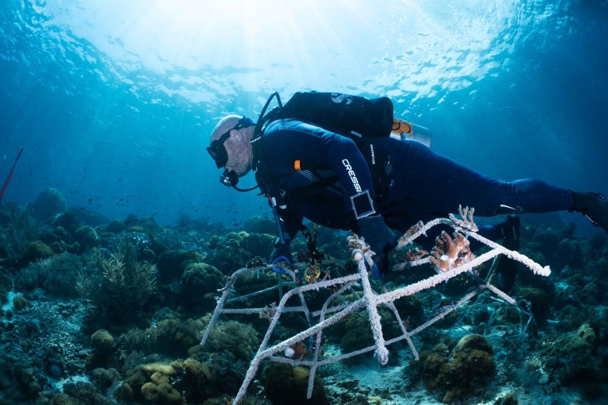 Diver carrying a reef star during conservation work in Indonesia