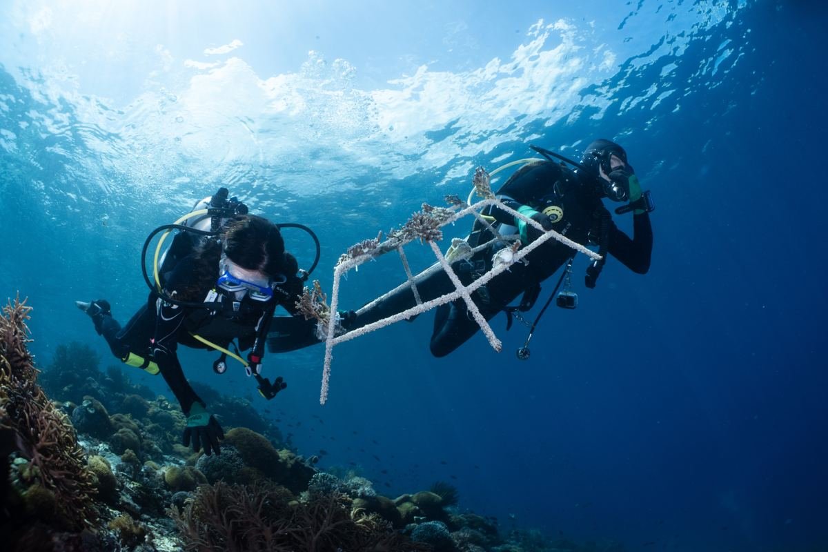 Two divers carrying a reef star underwater in Indonesia