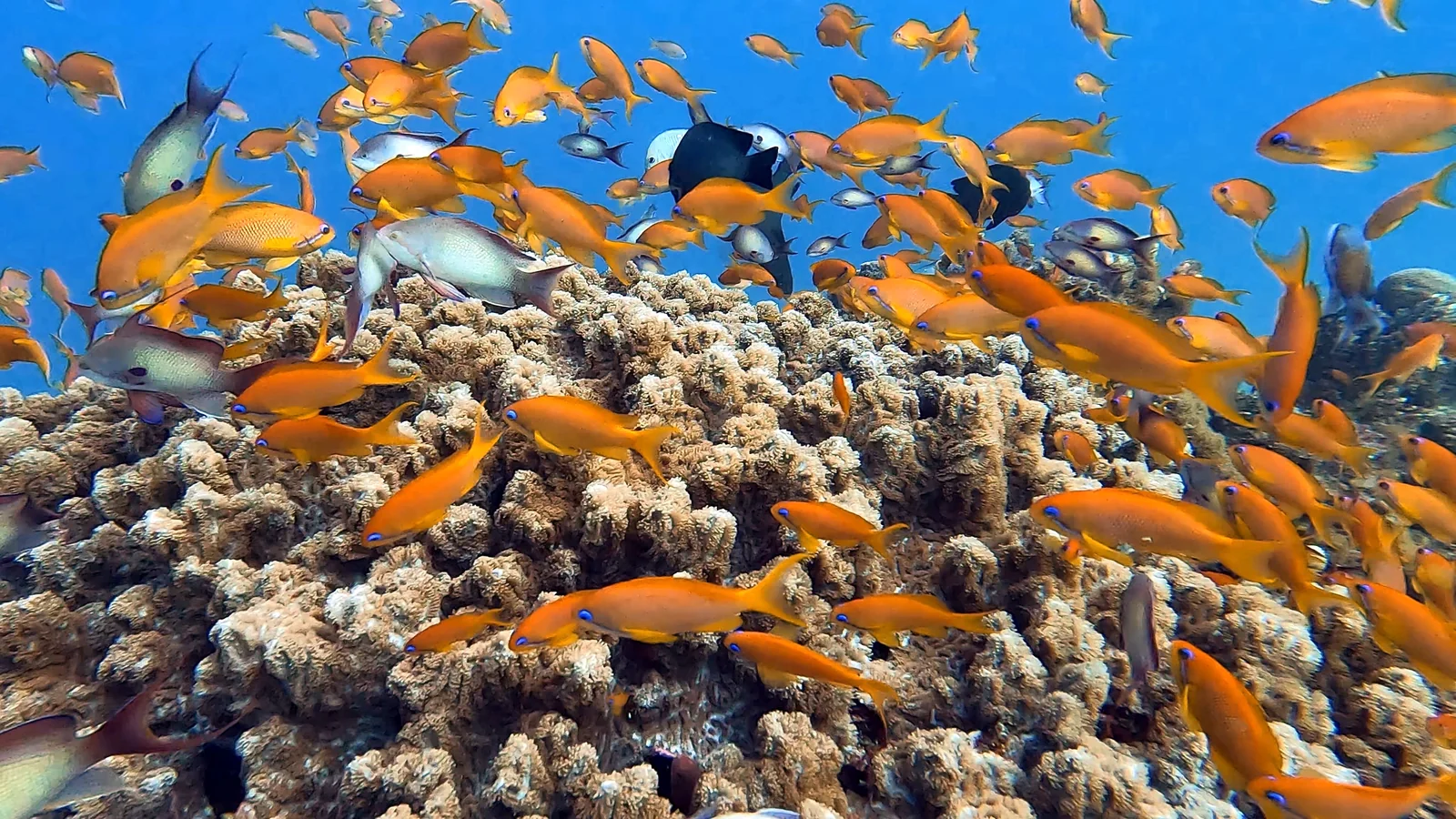 Reef fish and colourful coral while exploring Hurghada dive sites